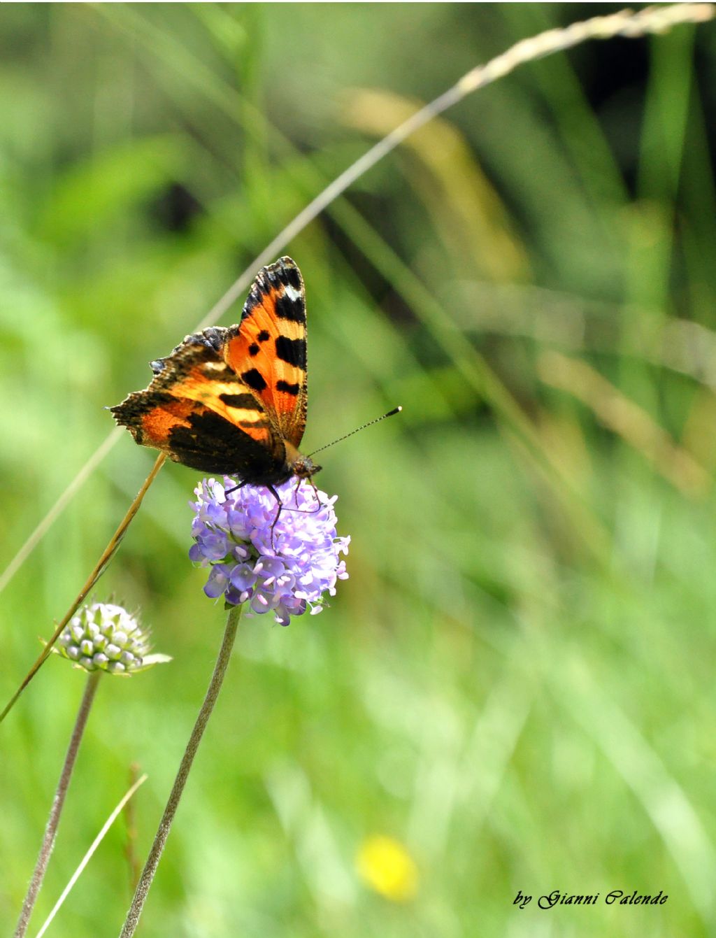 Aglais urticae?